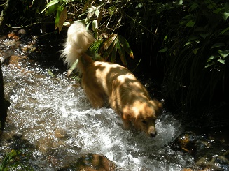 ハイジの里 ドッグラン