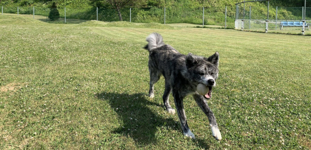 犬都記念公園ドッグラン