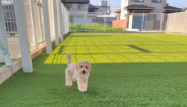 ドッグフォレスト江南