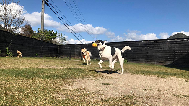 ドッグサロン花蔭(はなかげ)