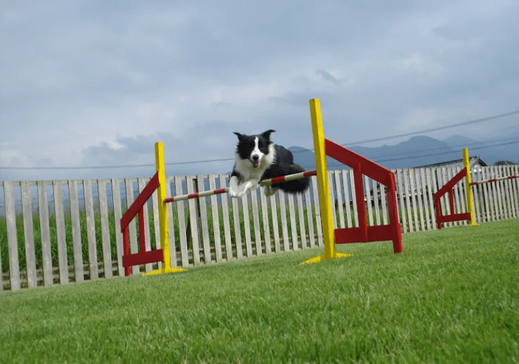 Dog Healing Salon bibi