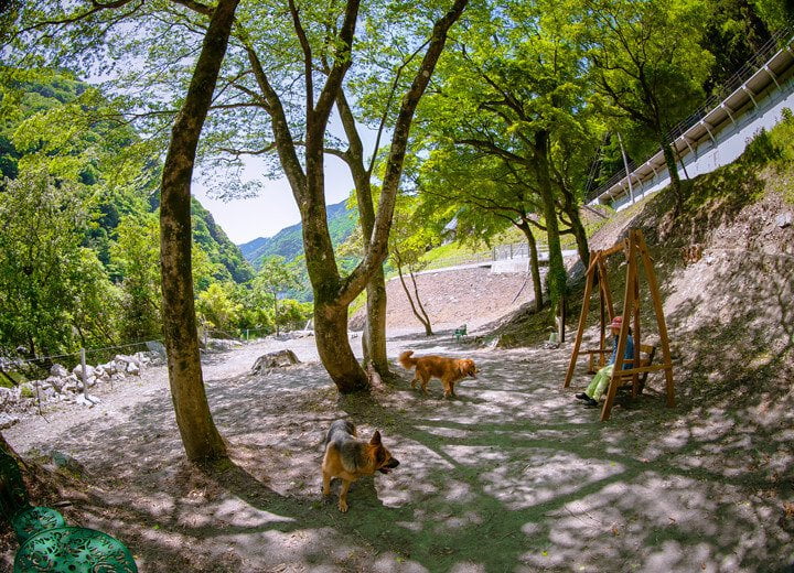 West West ドッグラン