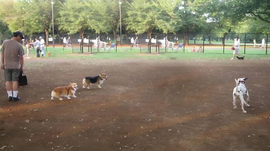 小金井公園 ドッグラン