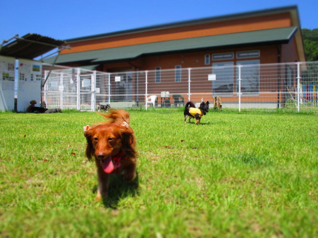 アニマルスターフィールド