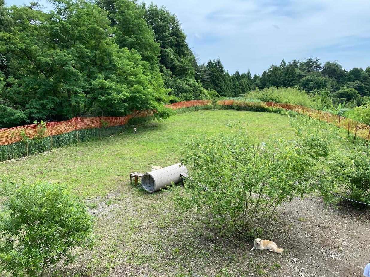 保護犬ドッグランカフェ 甲斐っトランド