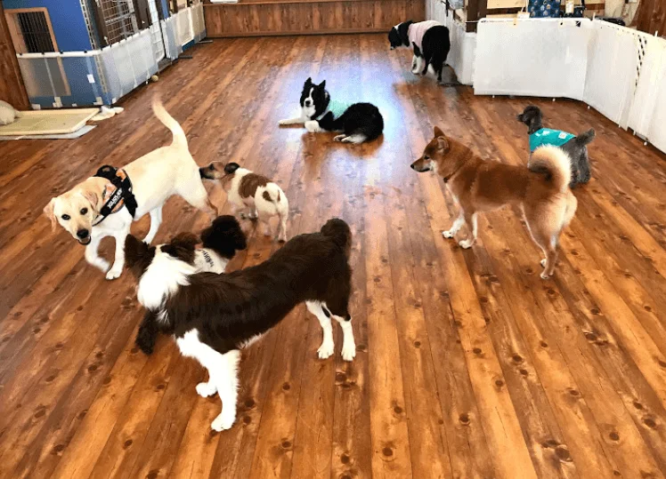 ドッグガーデンでぐま