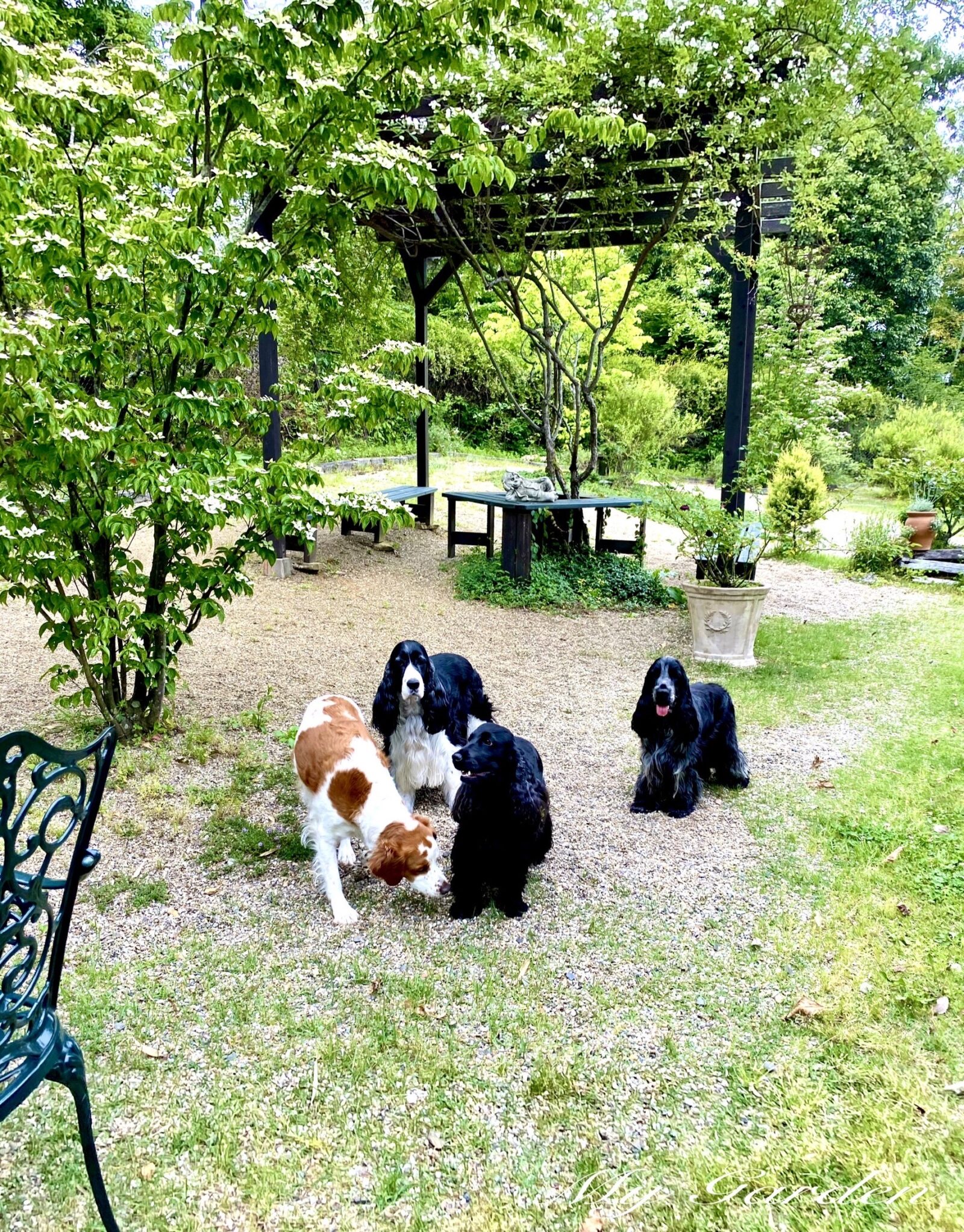 Dog Garden SPANIEL