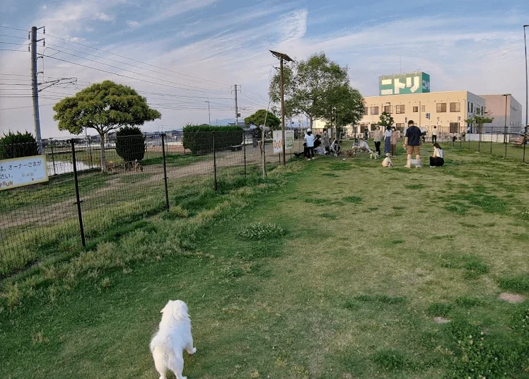 エミフルドッグラン