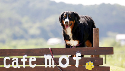 cafe mof（カフェモフ）ドッグラン