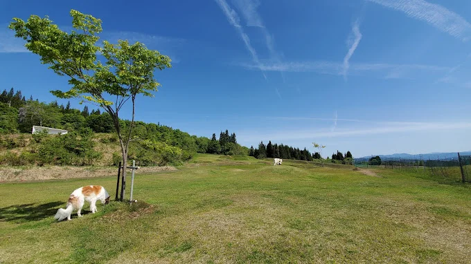 ナカゴグリーンパーク わんパーク