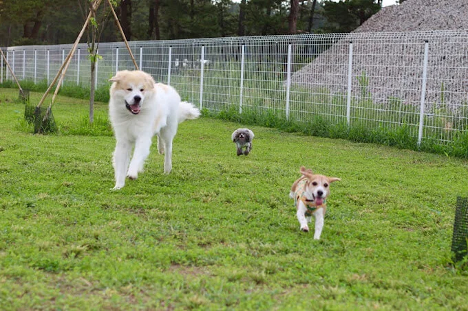 湯野浜ドッグランＭＢ