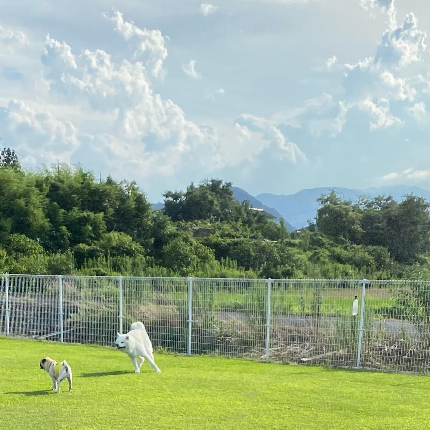 ペットサポート&スポーツフィールド カニス