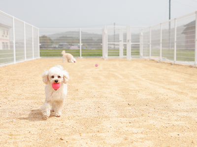 ドッグラン宇部お寺の庭