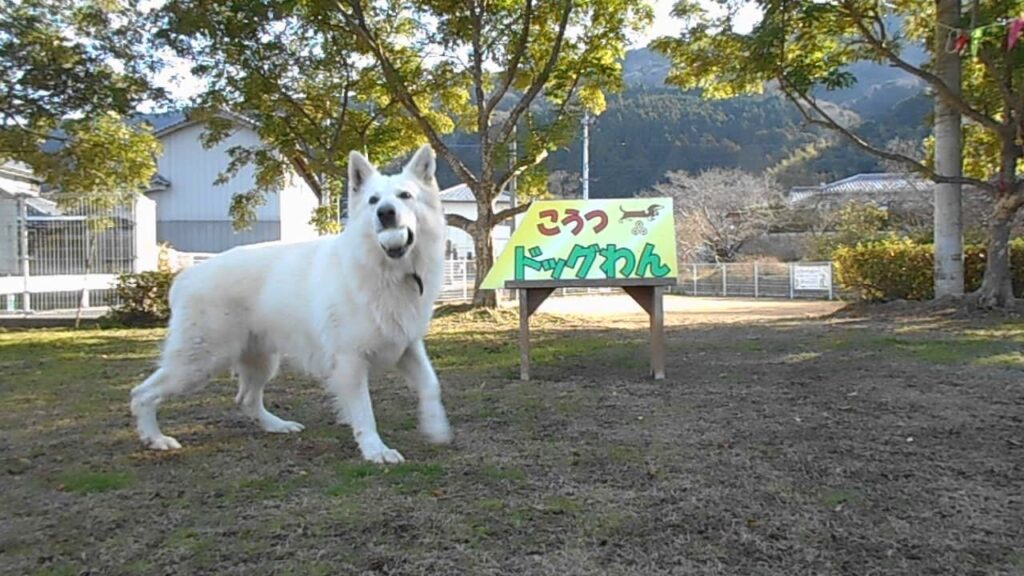 こうつドッグわん