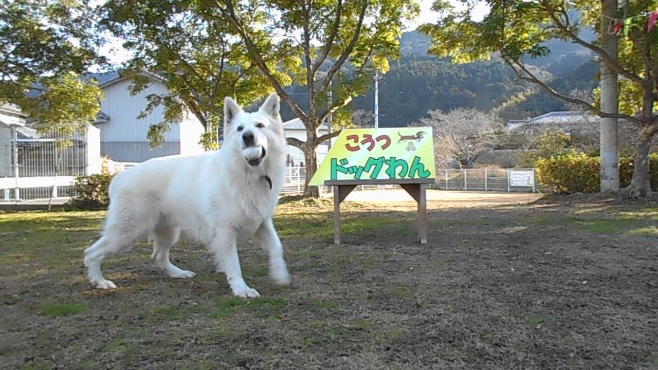 こうつドッグわん