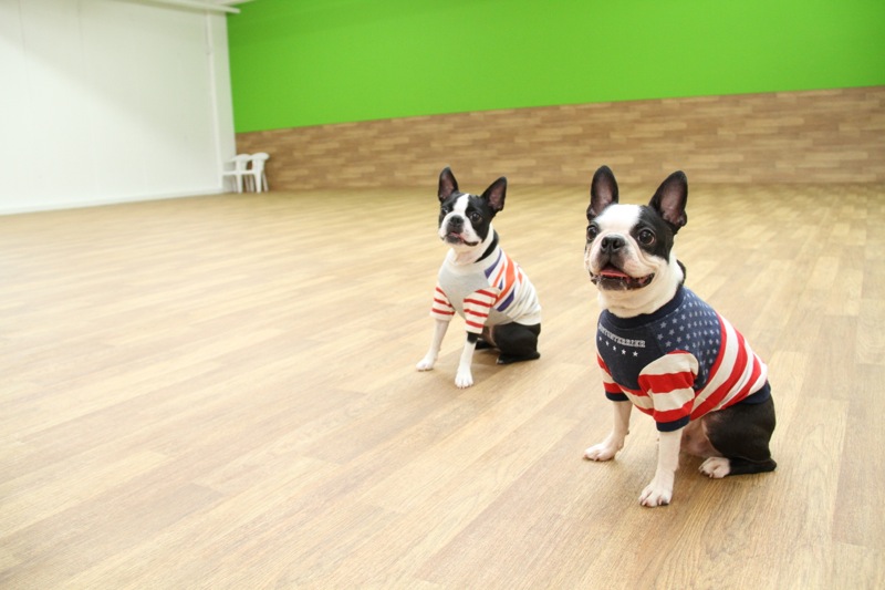 ドッグタウン 小豆沢(あずさわ)