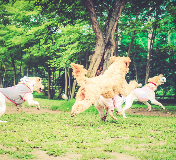 DOGRUN&CAFE OneLove(ワンラブ)