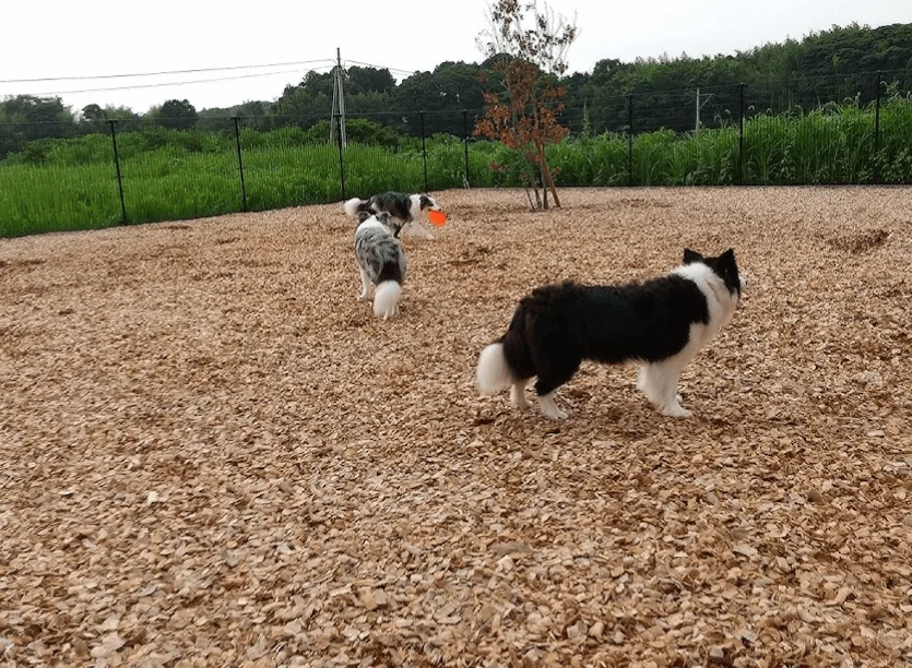 ドッグラン ハル