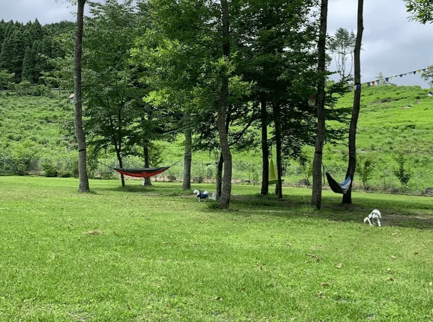 森のドッグラン枝瑠風