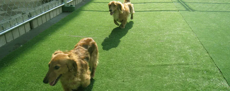 ドッグガーデン青森店　ドッグラン
