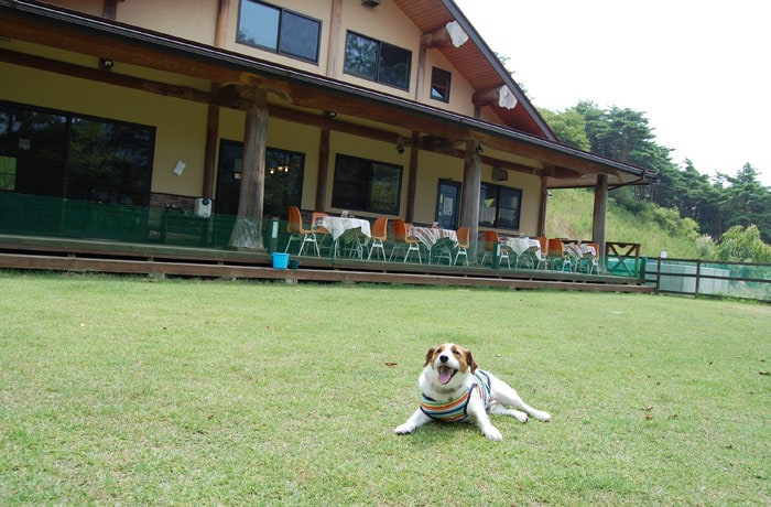 Evergreen Dog Field(エバーグリーンドッグフィールド)