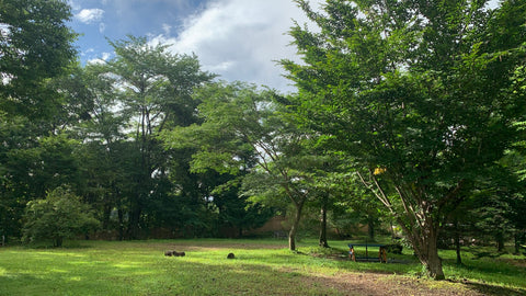 IMG_7910_c25691d7-3061-4fe9-9e67-2f5746442bb4_480x480