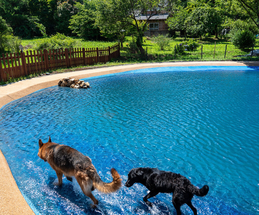 ランバードッグフィールド