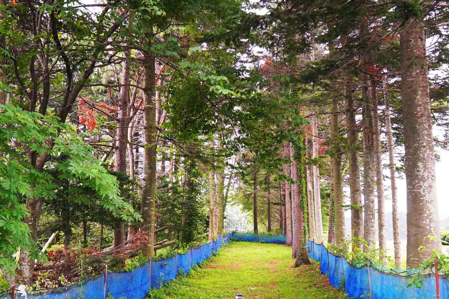 キッチンファームヤード ドッグラン