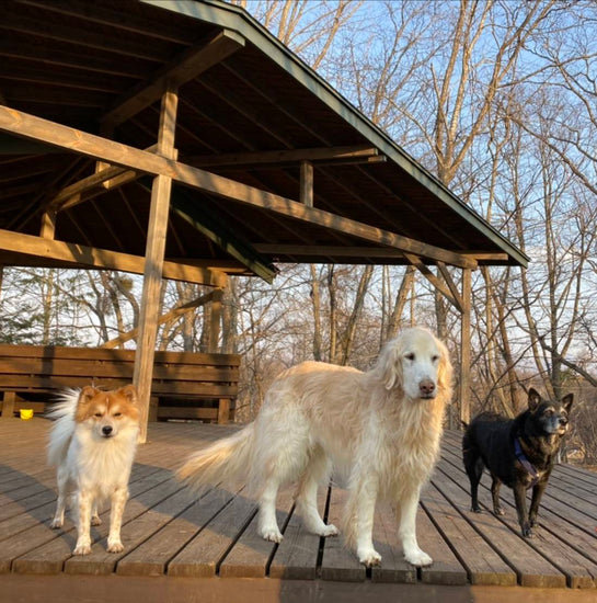 Sabine’s Dog Vacation（サビーネズ ドッグ バケーション）