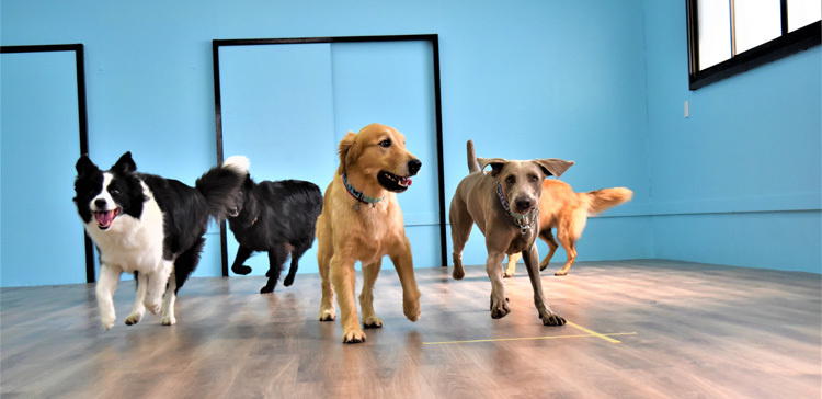 DOG HOUSE RUPO（ドッグハウスルポ）