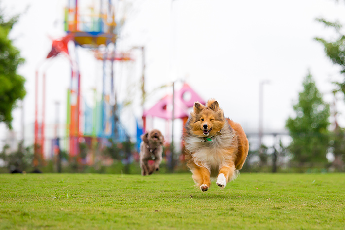 ドッグラン・ラボ