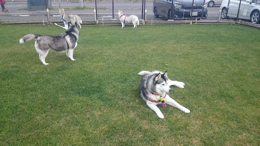 みどりがおか愛犬フィールドラン・RUN・らんど