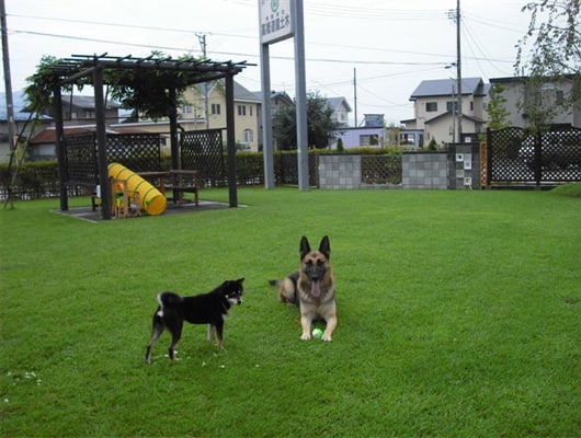 DOGRUN＆ペットサロン アイビー