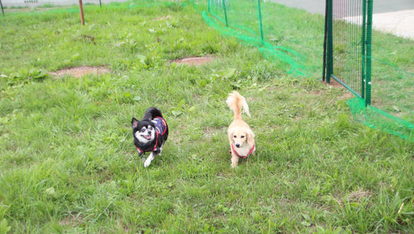 はまとんべつドッグラン ワンちゃんランド