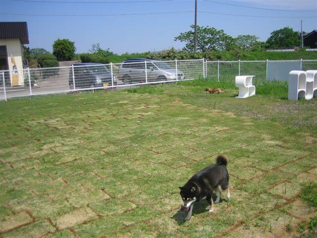 ドッグカフェ＆ラン　月うさぎ