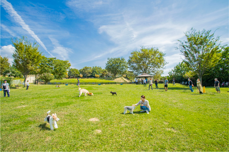 home-withdog-sec02-image02