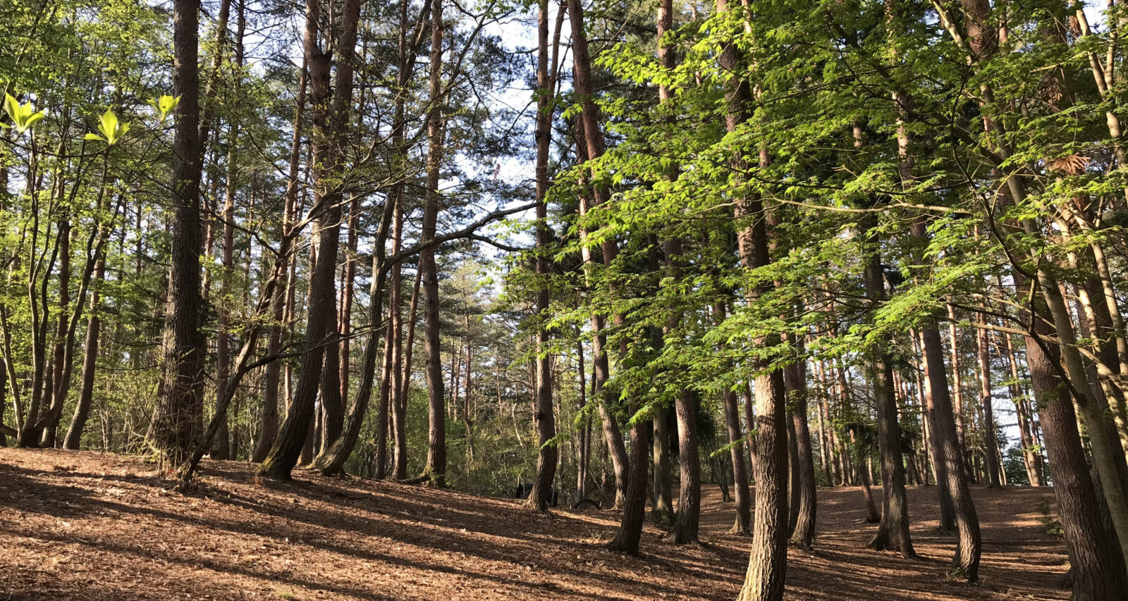 森のドッグラン まきばの森