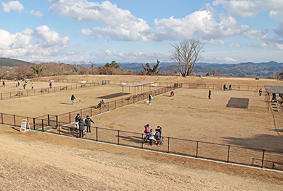 マザー牧場 ドッグラン