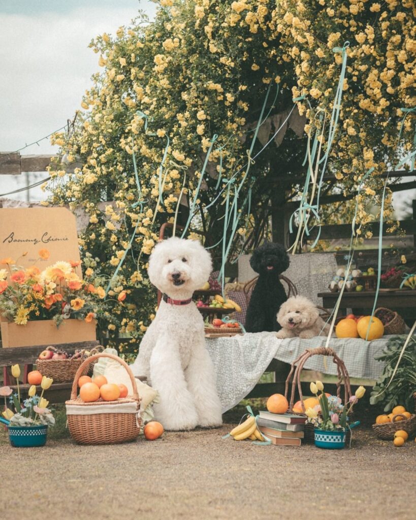 imgi_46_500548034_18080498890745592_3325551816108470050_n