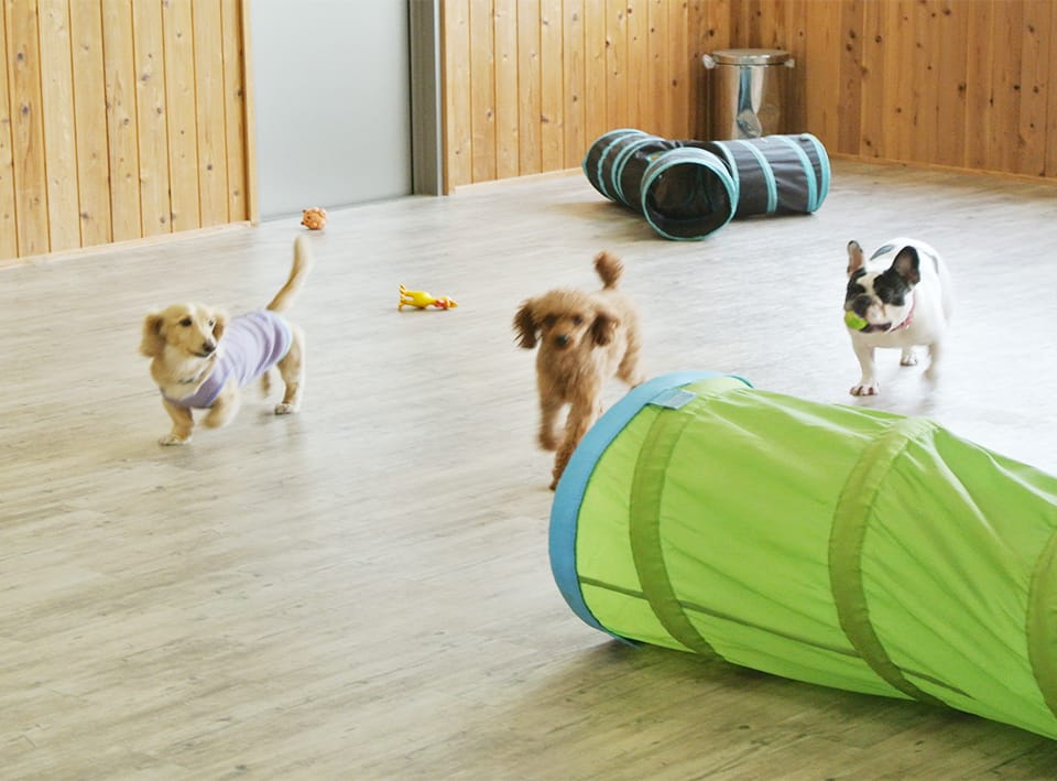 DogリフレＯＧＧｉ