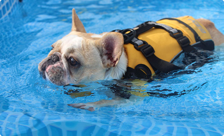 わんちゃんの広場 ohana.