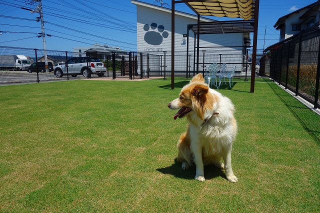 アイドッグラティ高松店　ドッグラン