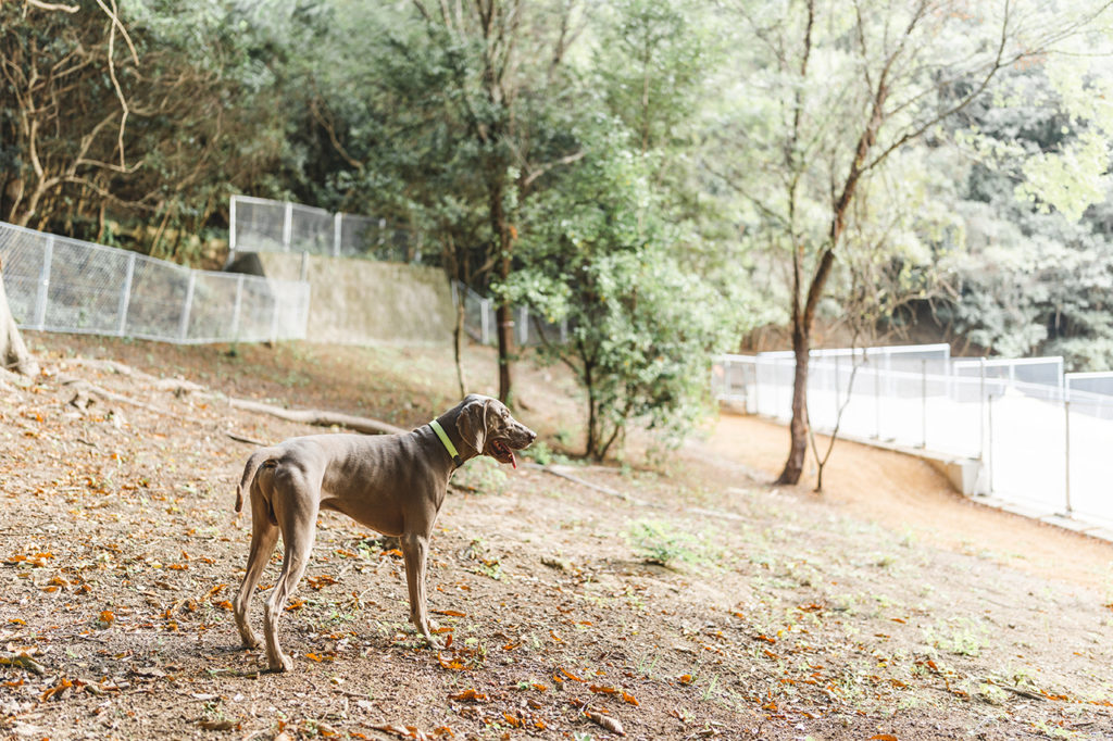 ディアールシーエリア ヴォルケン