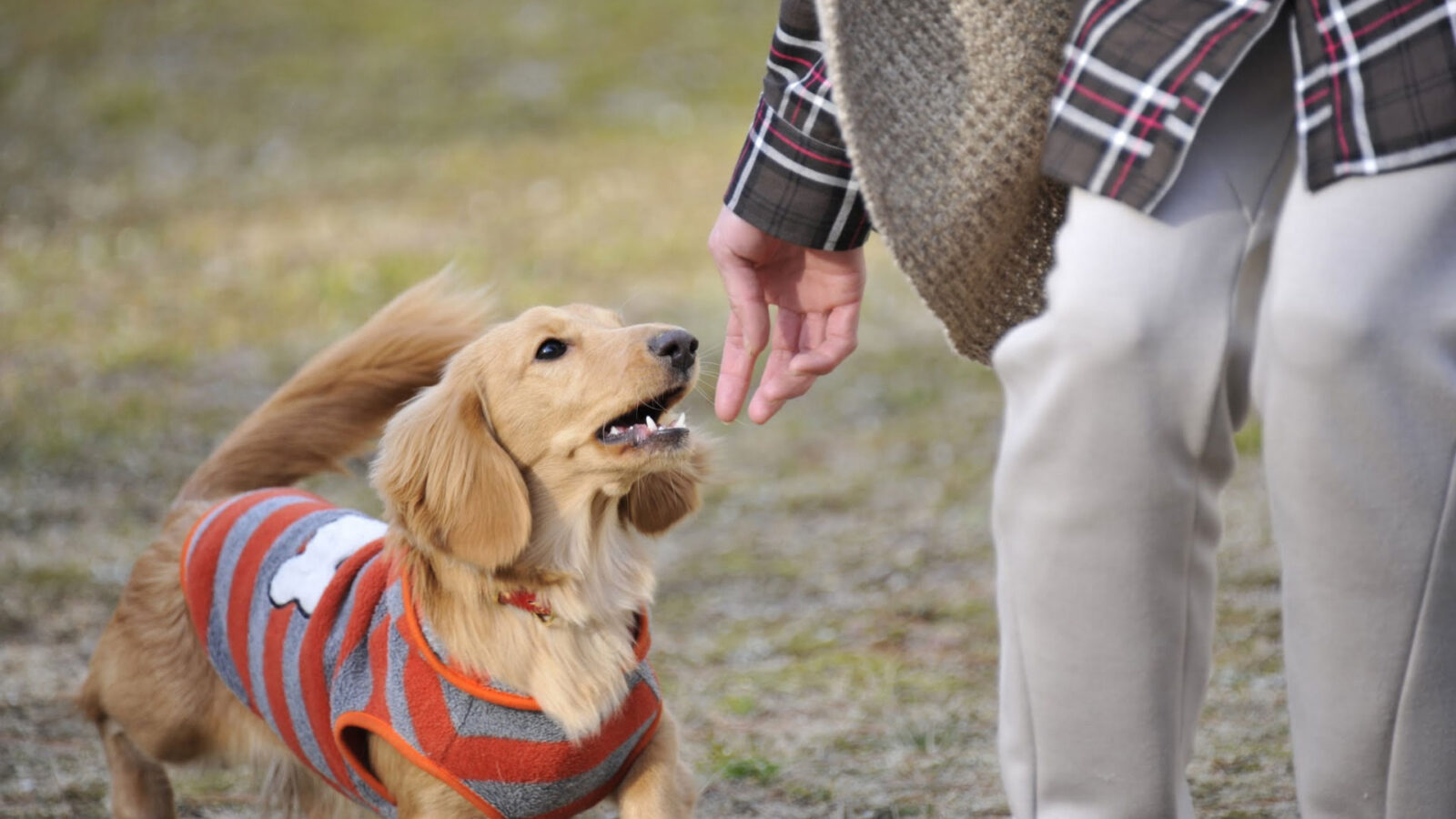 大沢ドッグトレーニング
