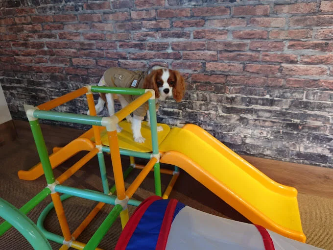 with DOG（ウィズドッグ）