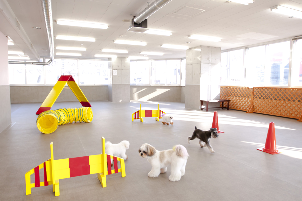 Dog ＆ Cat Waltz（ドッグ＆キャット ワルツ）