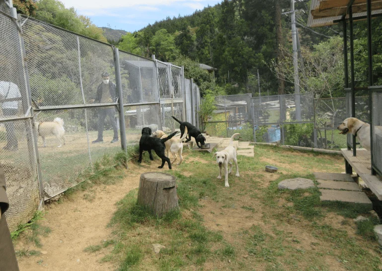 柴の家ドッグラン