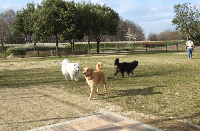 川越水上公園 ドッグラン