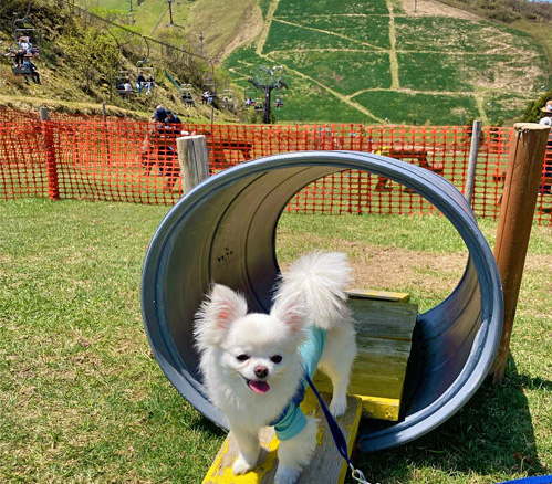 びわ湖バレイ ドッグラン