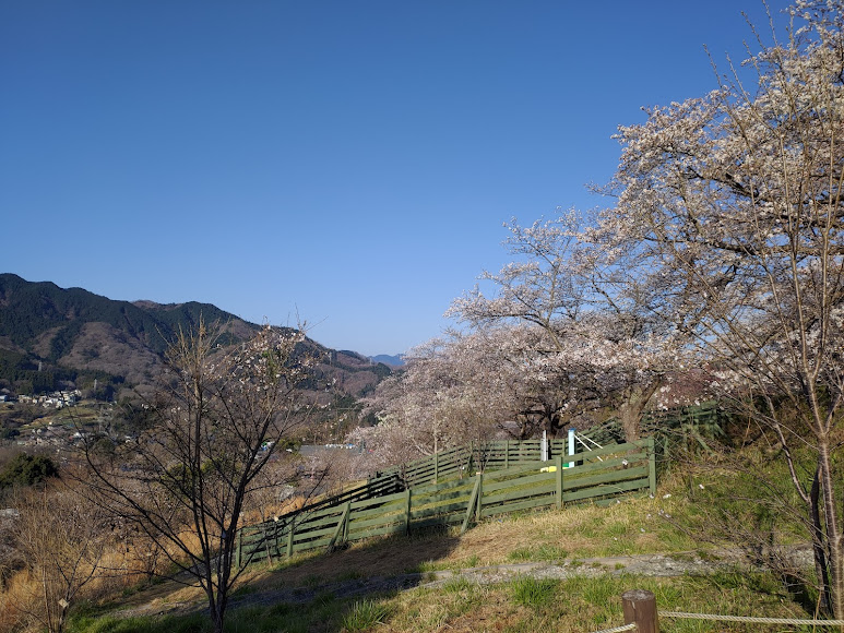 さがみ湖リゾート プレジャーフォレスト ドッグフィールド